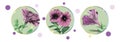 Set of petunia flowers isolated in a green circle on a white background with colorful dots. Royalty Free Stock Photo